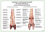 Основные структуры дистальной части пястной кости козы-антилопы (каприны)