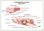 Головной мозг крысы Вид сбоку