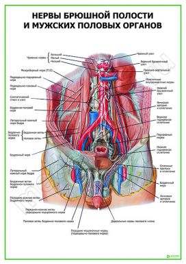 Нервы брюшной полости и мужских половых органов
