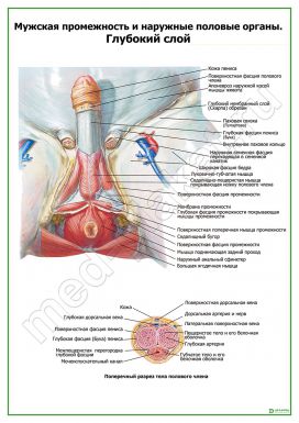 Мужская промежность, глубокий слой