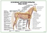 Основные артерии кобылы. Вид сбоку