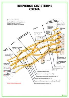 Плечевое сплетение. Схема