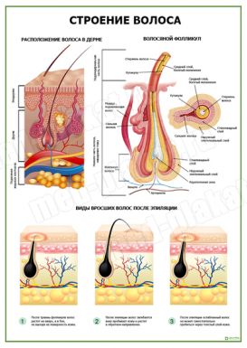 Строение волоса