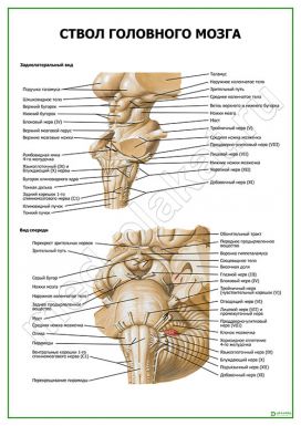 Ствол головного мозга