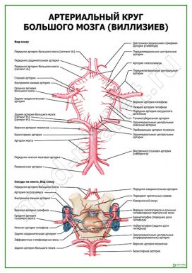 Артериальный круг большого мозга (виллизиев)
