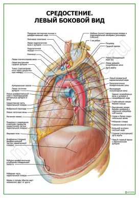 Средостение. Левый боковой вид