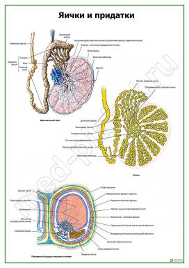 Яички и придатки