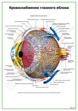 Кровоснабжение глазного яблока