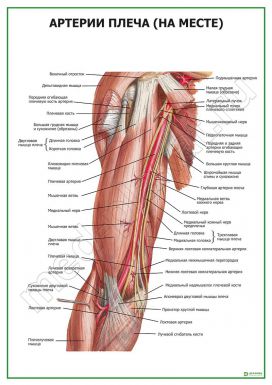 Артерии плеча на месте