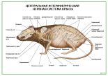 Центральная и периферическая нервная система крысы
