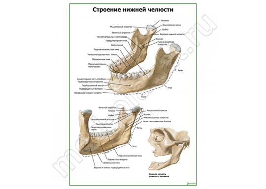 Строение нижней челюсти