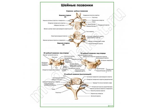 Строение шейных позвонков