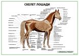 Скелет лошади