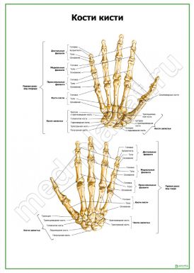 Кости кисти