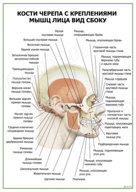 Кости черепа с креплениями мышц вид сбоку