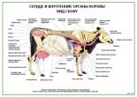 Сердце и внутренние органы коровы вид сбоку