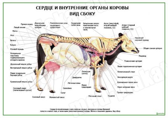 Сердце и внутренние органы коровы вид сбоку