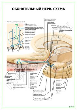 Обонятельный нерв. Схема