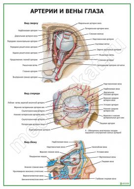 Артерии и вены глаза