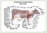 Основные артерии коровы