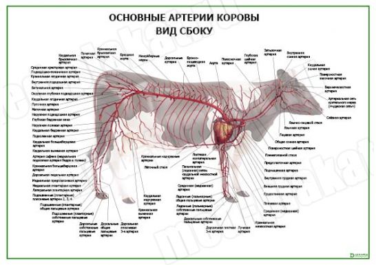 Основные артерии коровы