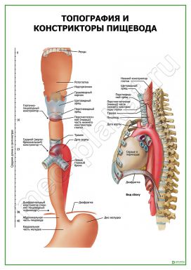 Топография и констрикторы пищевода