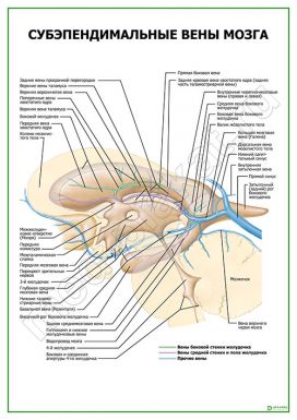 Субэпендимальные вены мозга
