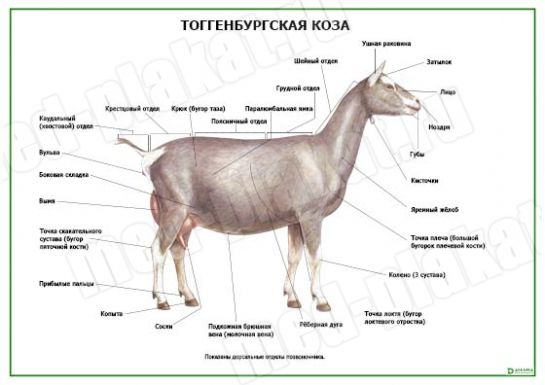 Тоггенбургская коза
