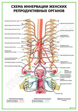 Схема иннервации женских репродуктивных органов