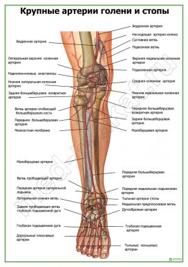 Крупные артерии голени и стопы