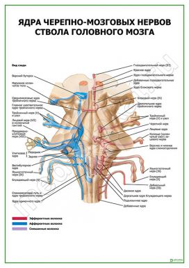 Ядра черепно-мозговых нервов ствола головного мозга