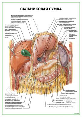 Сальниковая сумка