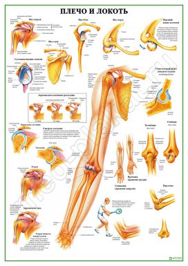 Плечо и локоть