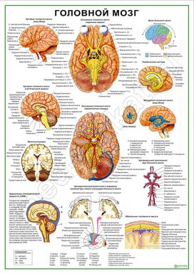 Головной мозг