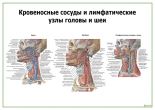 Сосуды головы и шеи