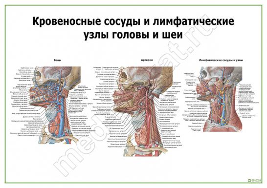 Сосуды головы и шеи