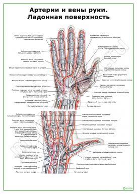 Артерии и вены руки. Ладонная поверхность