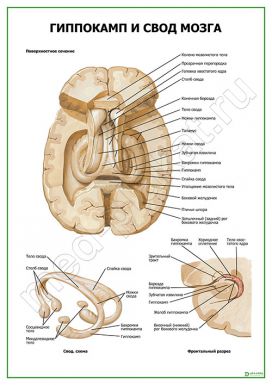 Гиппокамп и свод мозга