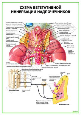 Схема вегетативной иннервации надпочечников
