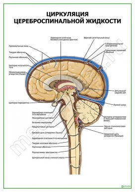 Циркуляция цереброспинальной жидкости