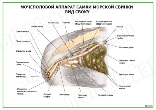 Мочеполовой аппарат самки морской свинки вид сбоку