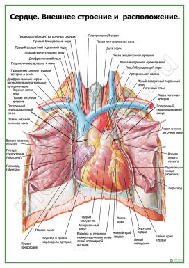 Сердце. Внешнее строение и расположение