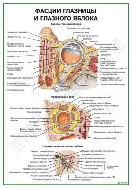 Фасции глазницы и глазного яблока