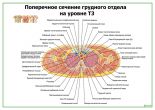 Поперечное сечение грудного отдела на уровне Т3