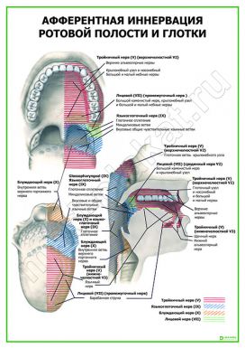 Афферентная иннервация ротовой полости и глотки