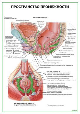 Пространство промежности