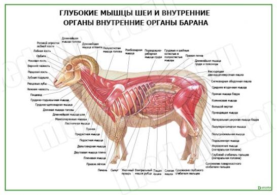 Глубокие мышцы шеи и внутренние органы внутренние органы барана