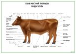 Коровы и быки