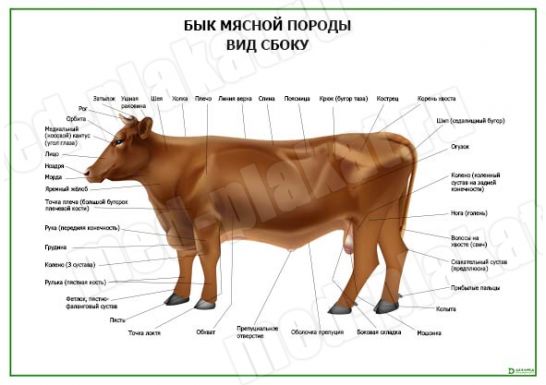 Бык мясной породы. Вид сбоку