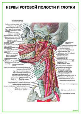 Нервы ротовой полости и глотки